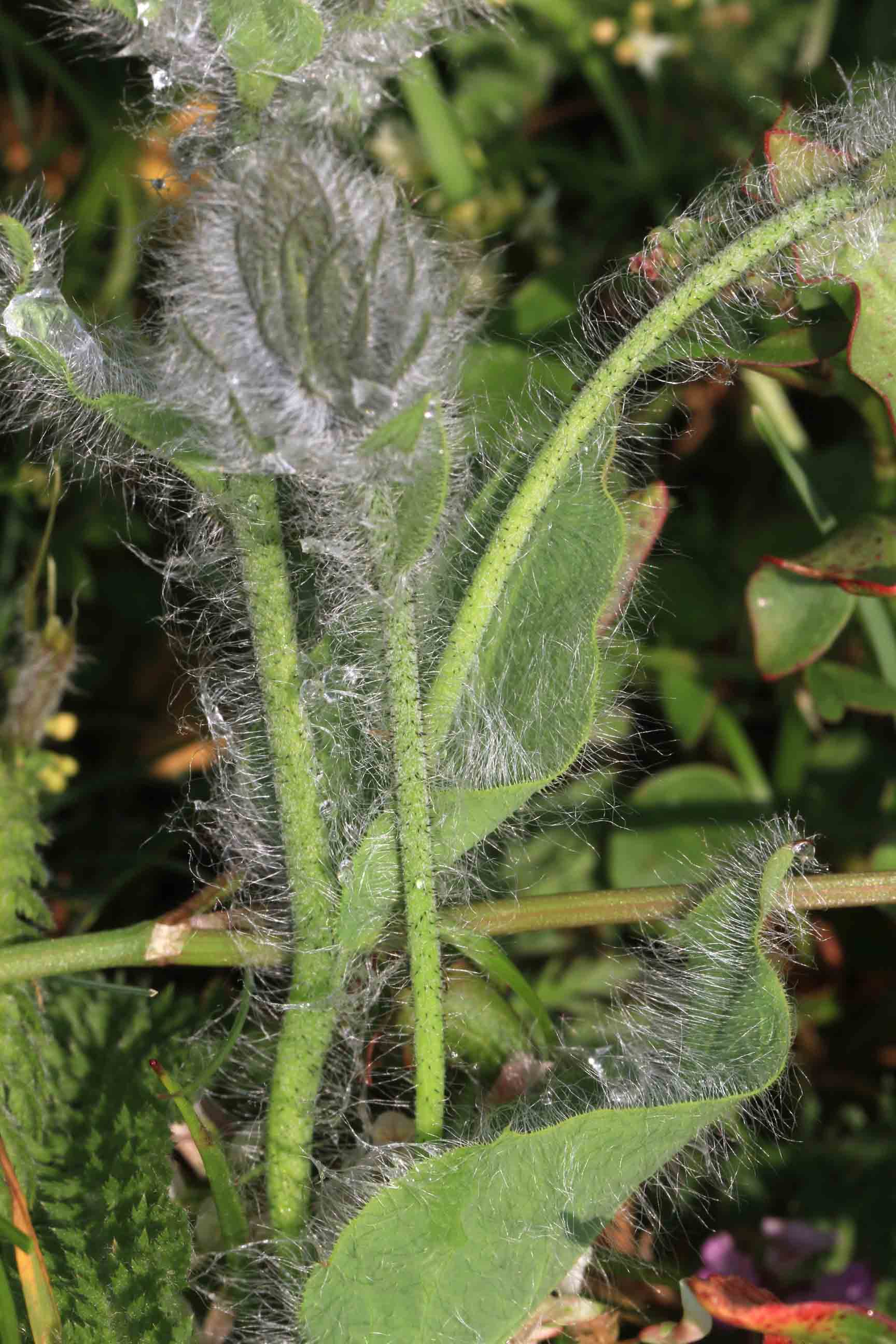 Hieracium villosum / Sparviere del calcare